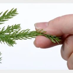 Natural Touch Norfolk Pine Garland - 60" 10 Natural Touch Norfolk Pine Garland - 60" -Clover Store d80387ec a113 3b5b 963c 03082139cf72